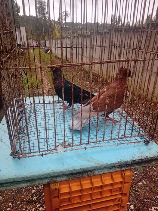 Casal de Texan prontos a criar