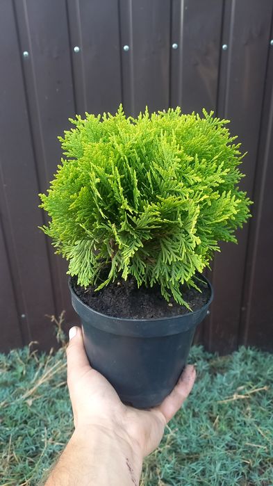 Смарагд Даника Ауреа Нана Блю Эрроу Самшит Глобоза Можжевель Вариегата