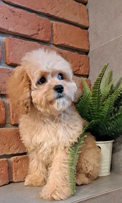 Cavapoo gotowy na zmianę domku