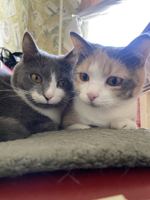 ‼️Срочно‼️ Ищу любящую семью для котиков