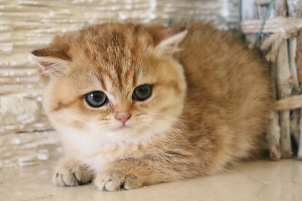 Золотая британская девочка