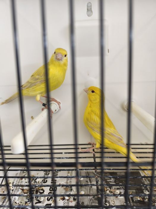 Canários Satinés amarelos 2025