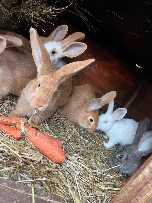 Króliki samce  do dalszej hodowli