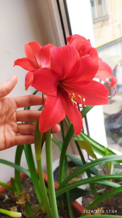 Продам квартирну лилию