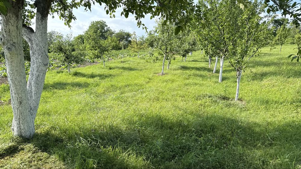 Покос трави, підрізка кущів, догляд за деревами