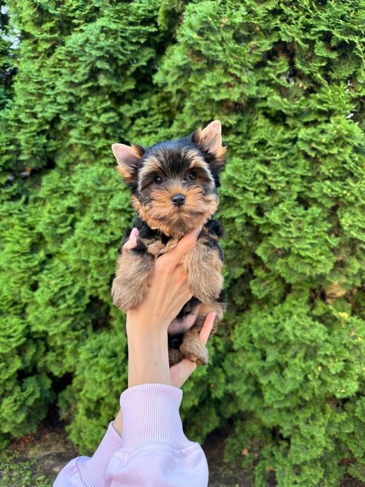 Йорк хлопчик стандарт — 2,5 місяці