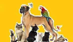 Корм для котів корм для собак