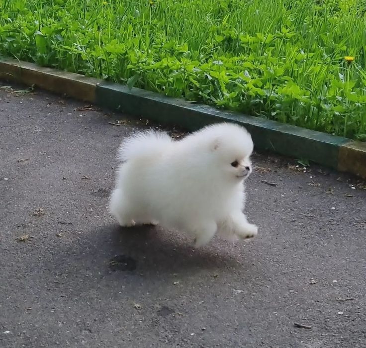 Милые померашки щенки!