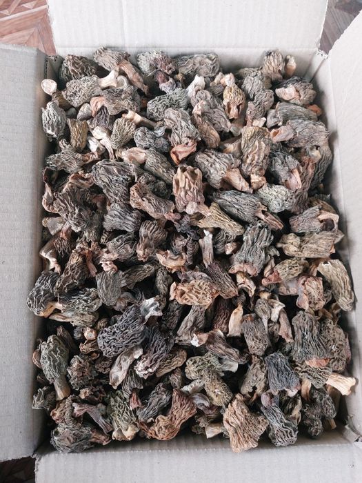 Продам сушені гриби зморжі(сморчки)