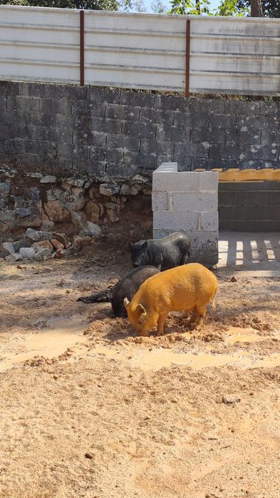 Mini pigs filhos de mãe preta e pai castanho