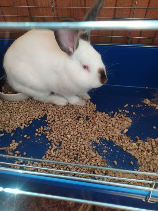 Кролик  каліфорнієць