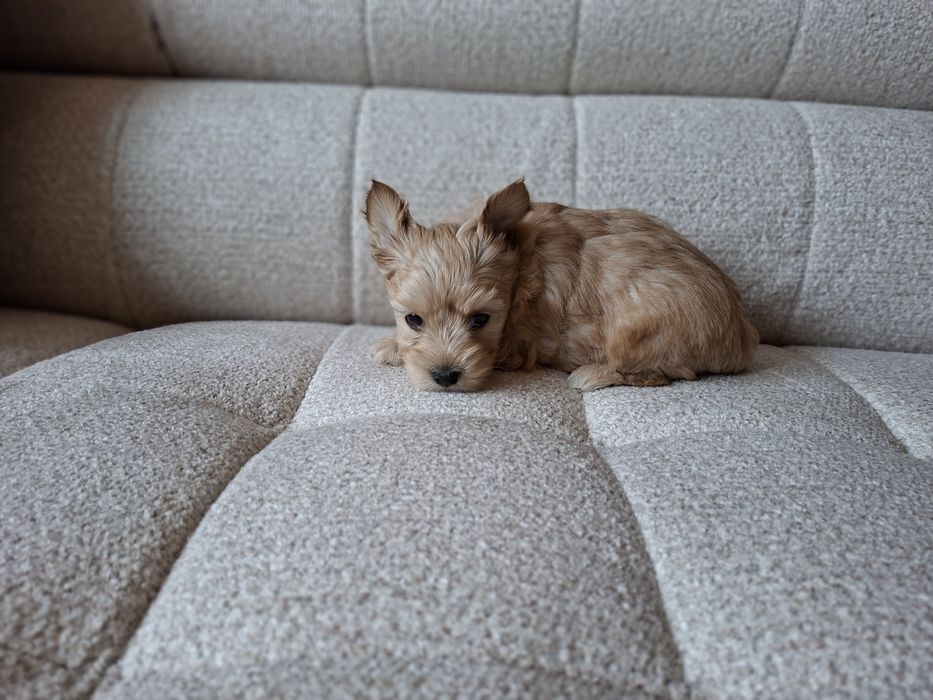 Yorkshire terrier Piesek