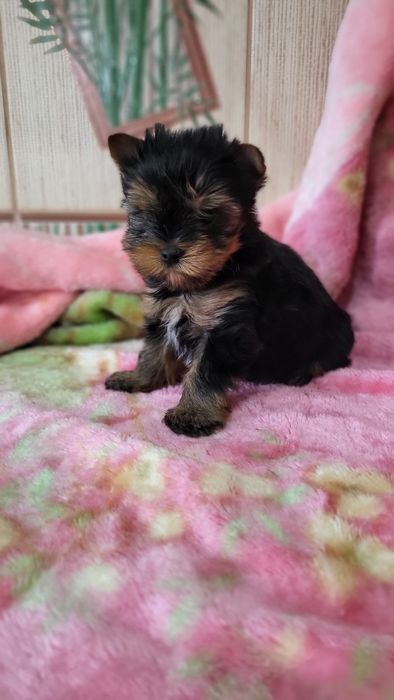 Детки йорк мини  .