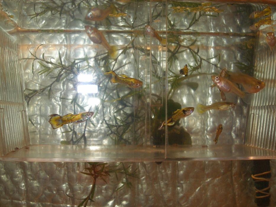 Gupiki Endlera - Yellow-Tiger[promocja]