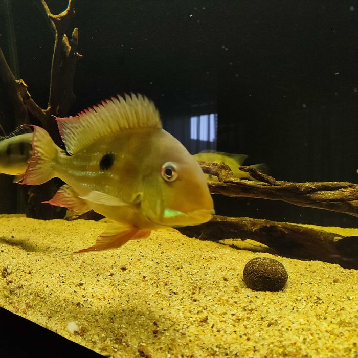 Ziemiojad Winemilleri Geophagus ok. 20cm