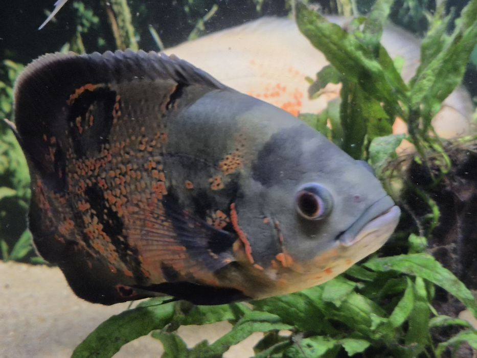 Pawiooka Red Tiger