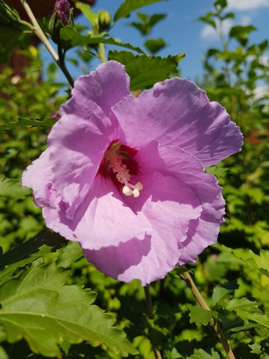 #гібіскус деревовидний 3 в 1