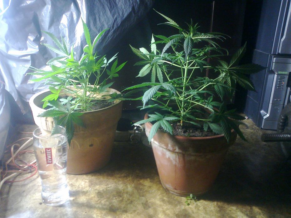 Afghan Kush 15g Suszu Roślinnego thc cbn cbl cbc Cannabis Flos (TOPY)