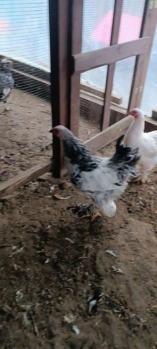 Kogut Brahma brahmy gronostajowa