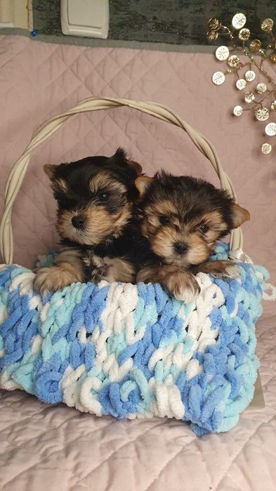 Малыши йорики мажорики