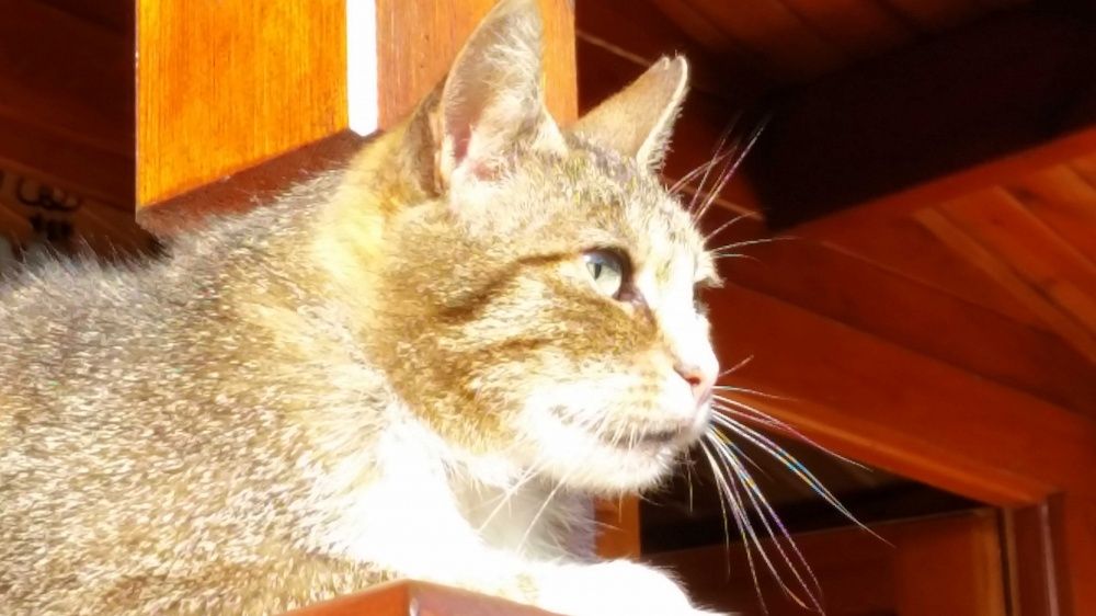 Nadal Poszukiwana Kotka