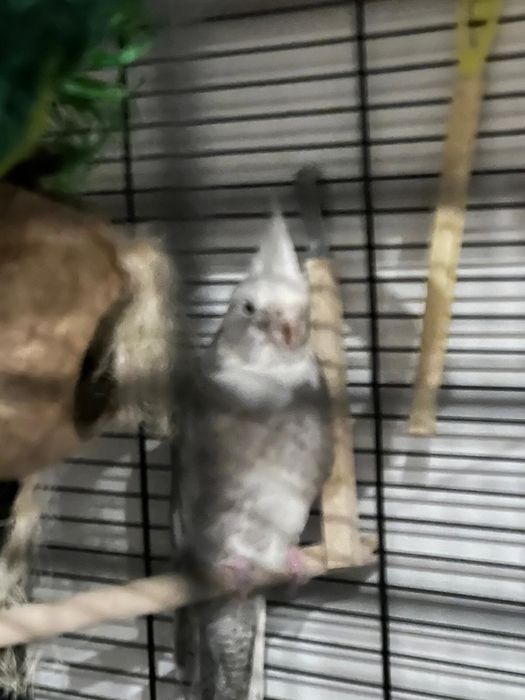 Papugi Nimfy parka papuga Nimfa