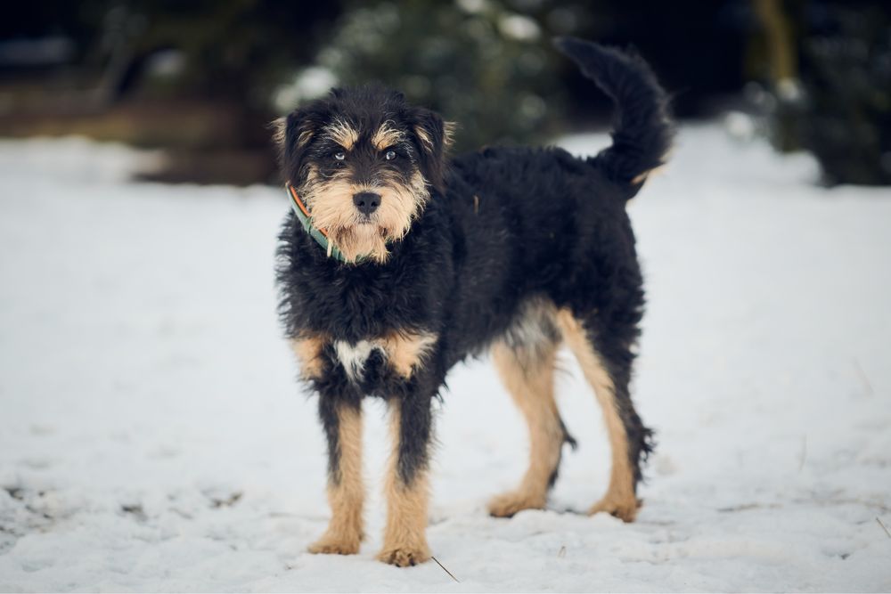 Oddam - zamienię, Rambo.