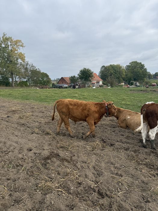 Odsadki, Byki, Jałówka