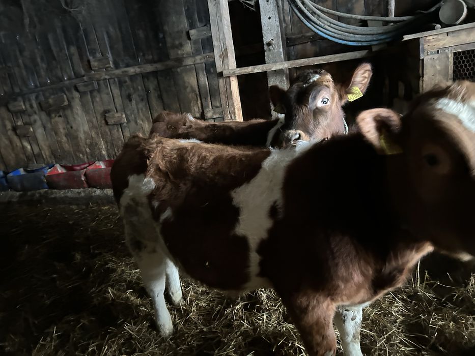 Byczki  mieszance LM