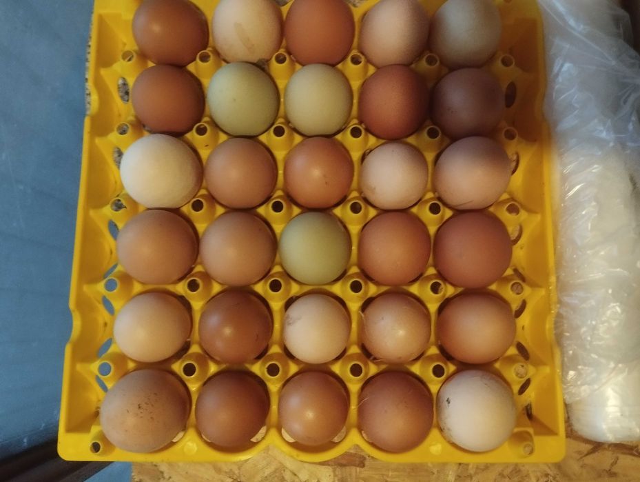 Ovos grandes caseiros