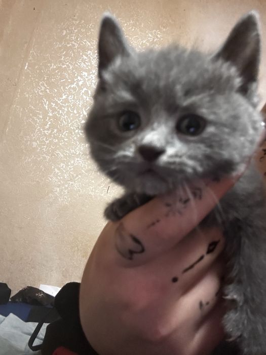 Котята в хорошие руки БЕСПЛАТНО