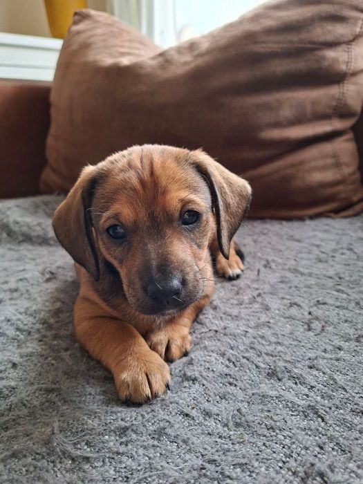 Таксики в добрі руки