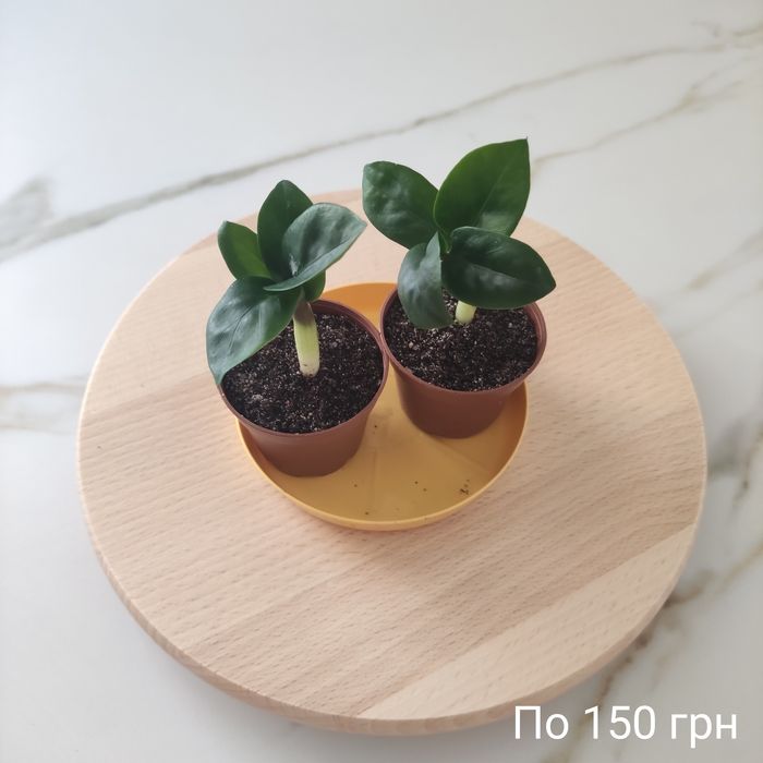 Заміокулькаси Зензі