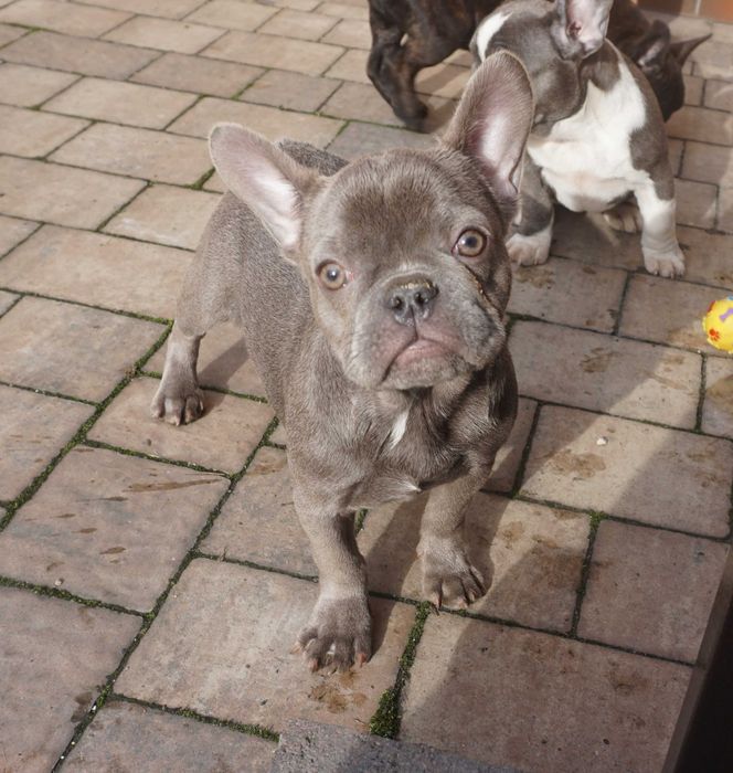 niebieska suczka buldog francuski