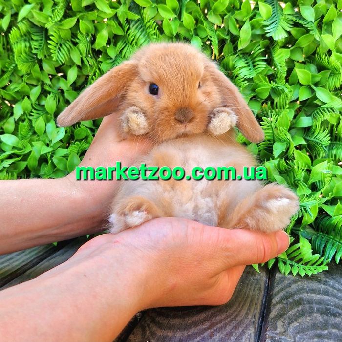 Карликовые мини кролики вислоухие баранчики mini lop,мiнi висловухi