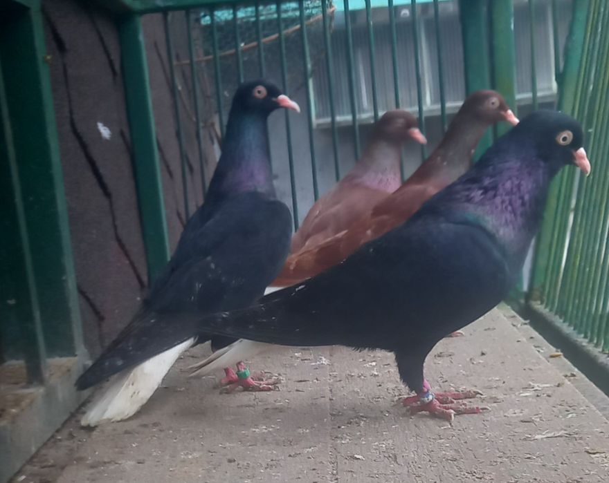 Gołębie wyszwance,wyszwance