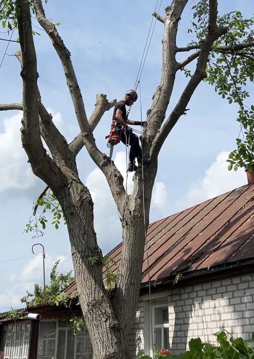 Зрізати дерево, кронування, санітарна обрізка дерева