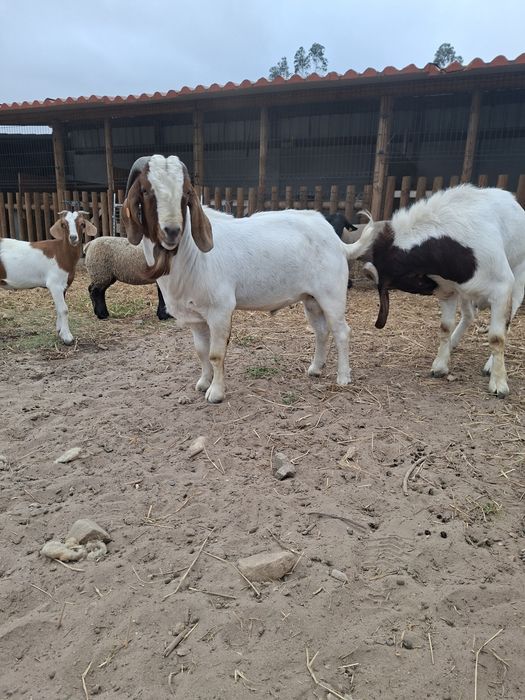 Macho Boer Adulto (com pedigree)