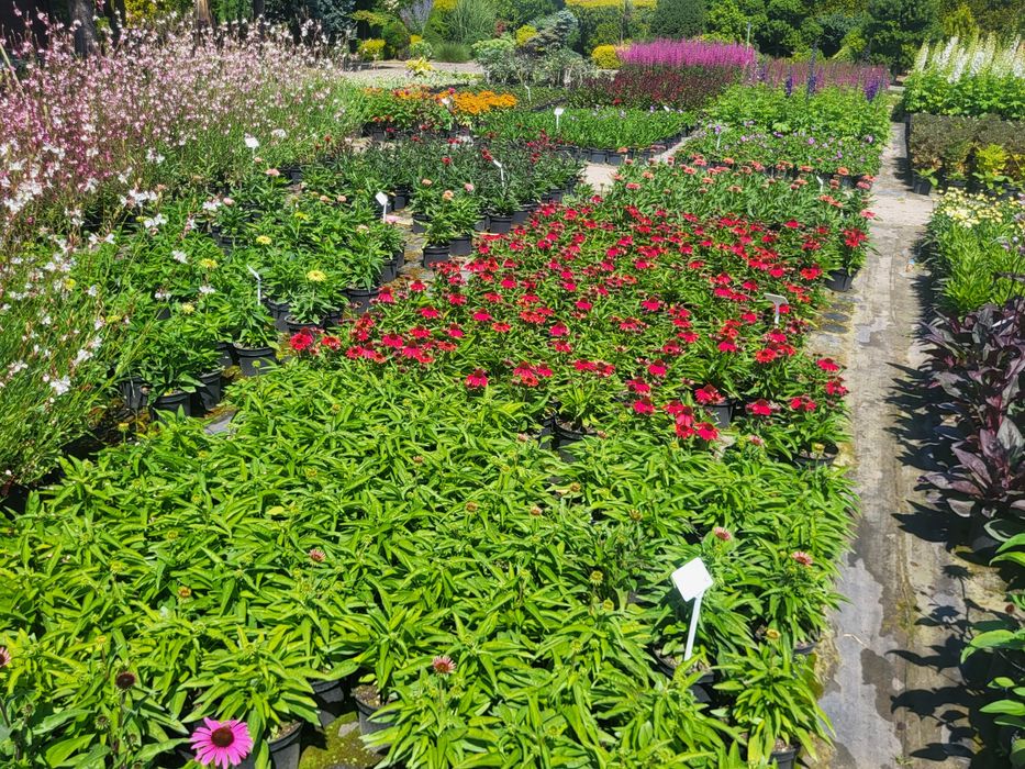 JEŻÓWKA  (Echinacea Moench) , Jeżówki