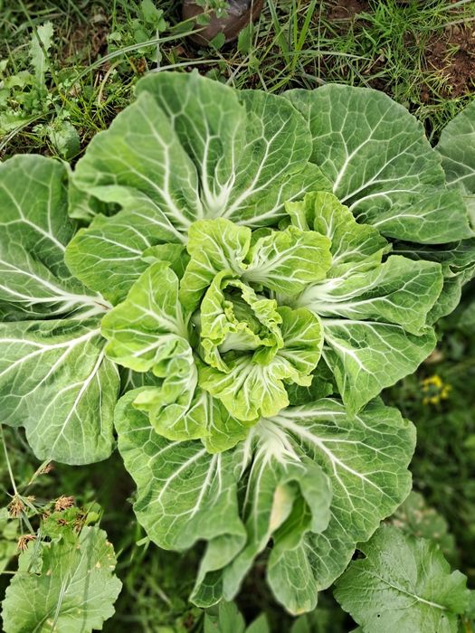 Pencas e Couve galega do Toninho da horta
