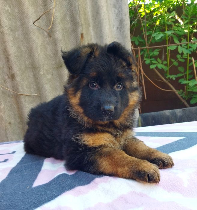 Роскошные Д. Ш. Девчонки КСУ FCI.