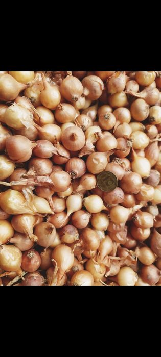 Лук севок, тиканка, арпаж Штутгарт, Делфін