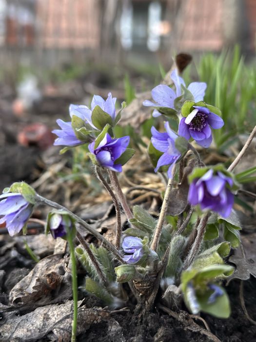 Печіночниця , підліска