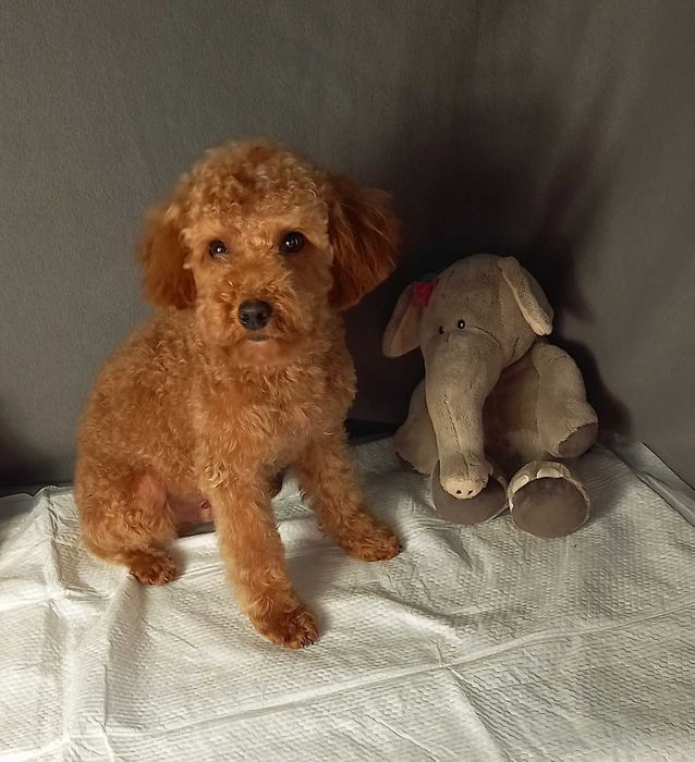 мальчик мальтипу 7 мес.