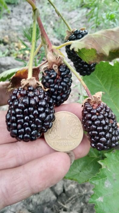 Саджанці рем.ожини