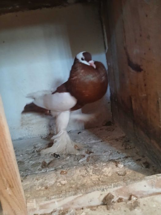 Garłacz czeski samiec