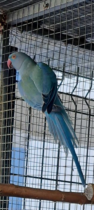 Ring necks 2023 e 2024 e 2025