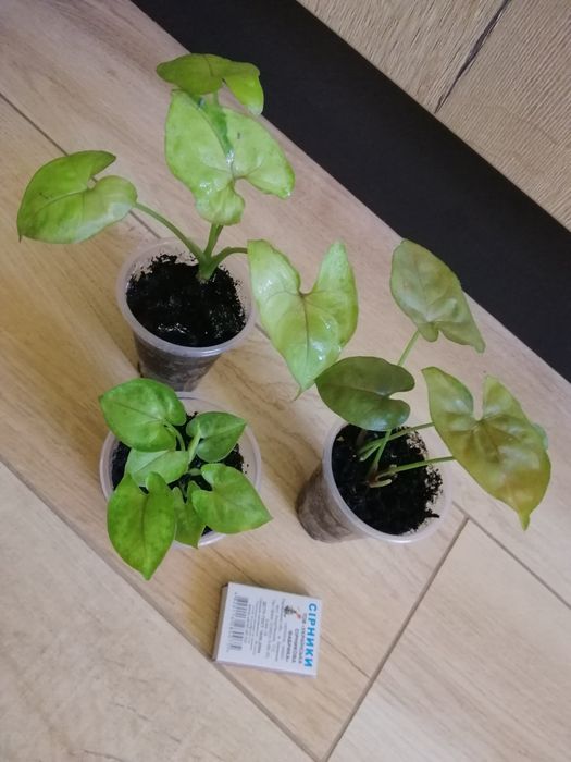 Сингониум домашний, сортовой,  сциндапсис,  сансивиерия. Недорого.