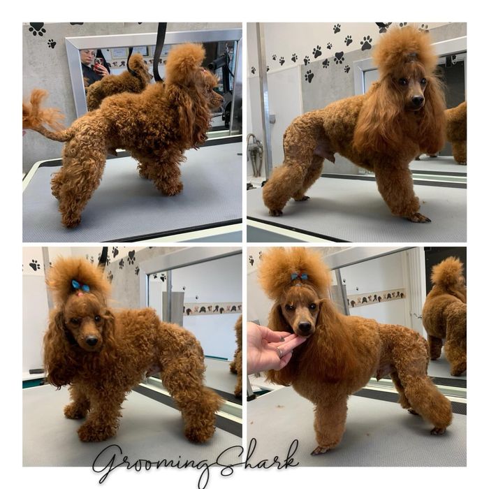 Psi fryzjer  GroomongShark