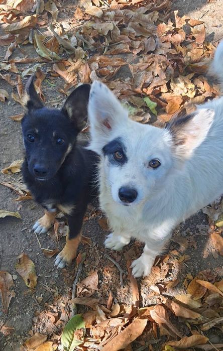 Отдам даром в добрые руки собачку метис болонки и корги